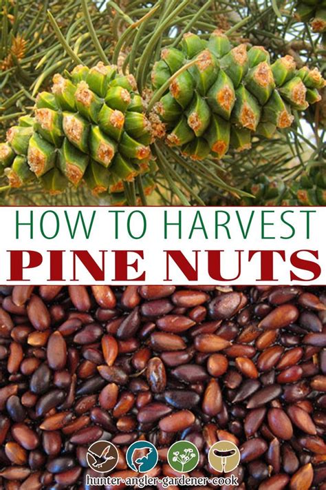How To Harvest Pine Nuts Gathering Pine Nuts Hank Shaw Wild Food