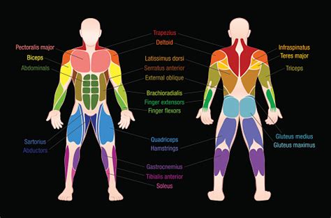 Muscle Chart With Most Important Muscles Of The Human Body Colored