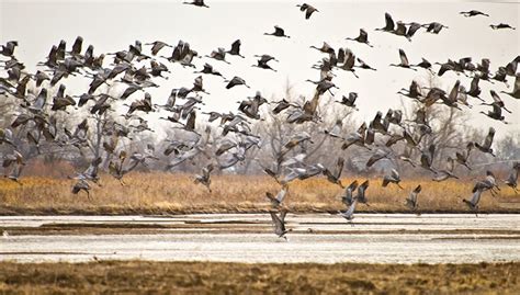 The Amazing Sandhill Crane Migration
