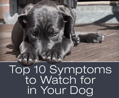 Veterinarians Answer 10 Main Symptoms To Watch For In Your Dog Dawg