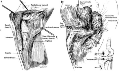 Knee Biomechanics Recon Orthobullets