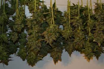 Wann ist die beste zeit, um ihr cannabis zu ernten? Die Ernte bei Cannabis und Weiterverarbeitung - 1000Seeds