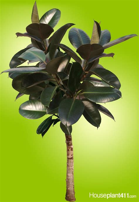Indoor trees reach a modest three metres in height. Rubber Tree Plant-Ficus Elastica | Rubber tree plant ...