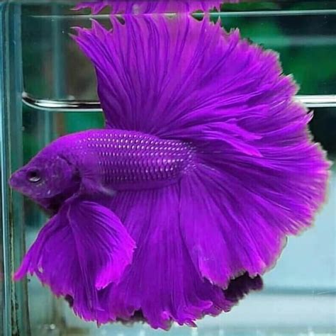 Dubai Aquascape On Instagram Looking Purple Fish In Freshwater