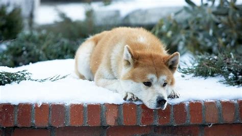 Hachiko 3 Lessons From The Worlds Most Loyal Dog