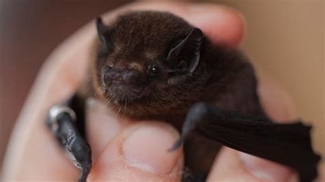 This programme will be available shortly after broadcast. Long and short-tailed bat/pekapeka: Battle for our Birds ...