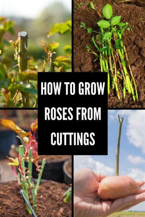 How To Grow Roses From Cuttings Rose Cuttings Growing Roses