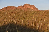 Sonoran Desert National Park Fotos - Bilder und Stockfotos - iStock