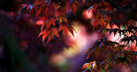 Autumn Leaves 4k Wallpapers Wallpaper Cave