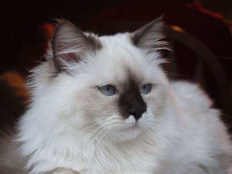 Large Mainecoon Cats Ny Chocolate Bicolor Ragdoll