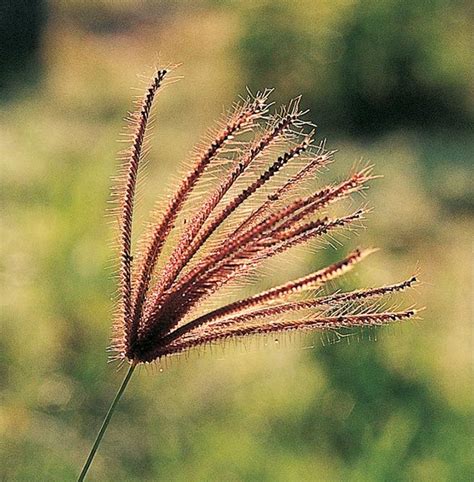 หญ้าตะกรับ หรือ กกตะกรับ จากคุณ : Plants Archive - Page 26 of 81 - บ้านและสวน