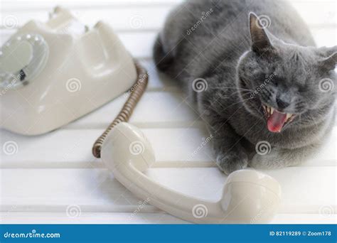 Phone Talking Cat Stock Image Image Of Phone Number 82119289