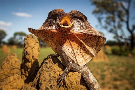 Frill Neck Lizard Displays On A Termite Mound Nt Australia