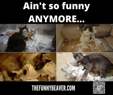 Quarantine Coronavirus Quarantine Quarantine Funny Cat Memes Cat Mania