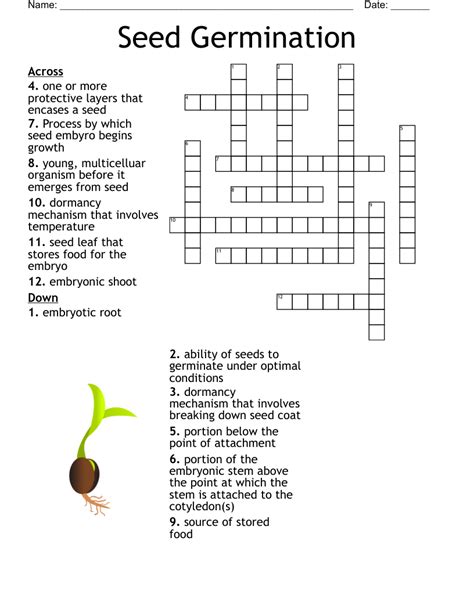 Seed Germination Crossword Wordmint
