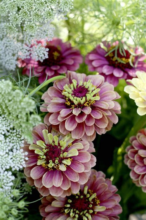 Top 10 Gorgeous Flowers To Use For Garden Beds Top Inspired
