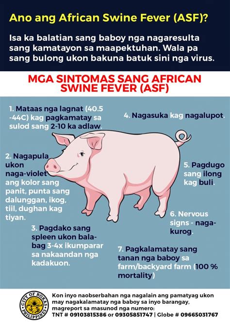 Symptoms Of African Swine Fever Asf Bigger Brighter Better Roxas City