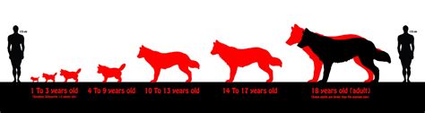 Wolf Human Size Comparison Chart