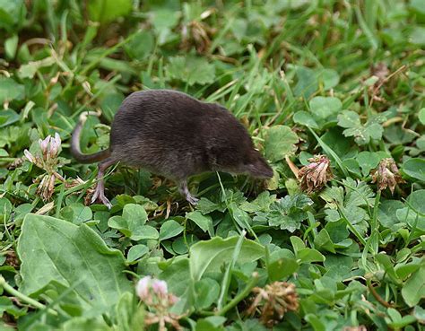 Voles And Shrews In The Garden Wildlife Diary