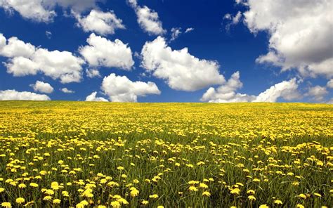 Summer Flower Field And Blue Sky Wallpapers Hd Wallpapers 71925