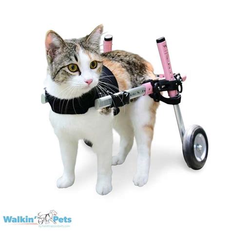 Cat Wheelchair Walkin Wheels Wheelchair For Cats Handicapped Pets