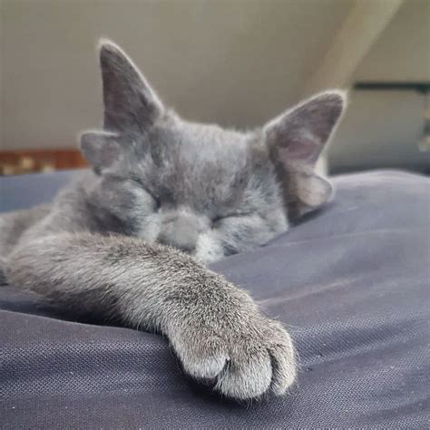 Midas The Four Eared Kitten Is An Instagram Star Petapixel