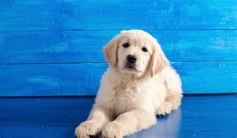 Cute Miniature Golden Retriever Puppies For Sale Near Me L2sanpiero