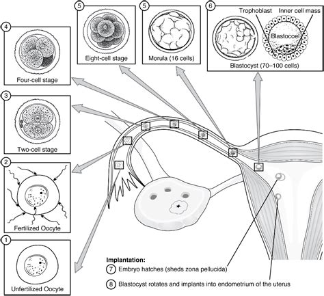 Embryonic Development Anatomy And Physiology Embryonic