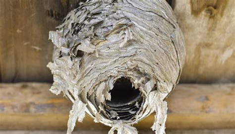 How Do Wasps Make Their Nests Sciencing