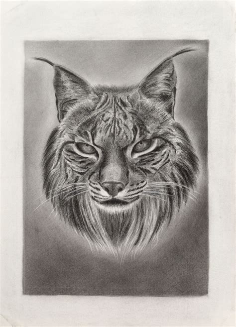 Lince Ibérico Iberian Lynx 062015 Zeichnungen Tiere Zeichnung