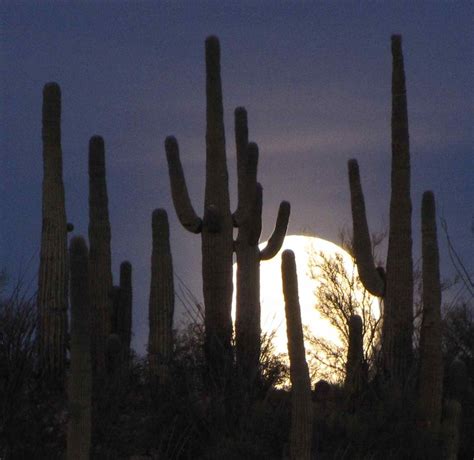Saguaros With Full Moon Se Arizona Setting Full Moon Over Flickr