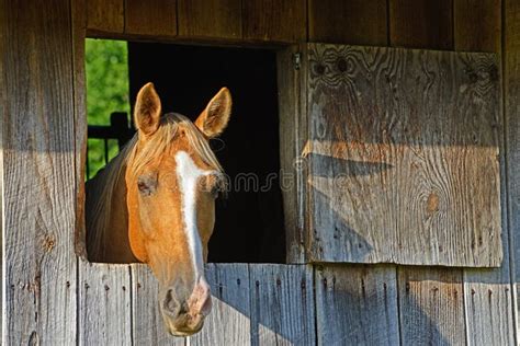 Light Brown Horse Stares Out Of His Barn Window Stock Photo Image Of