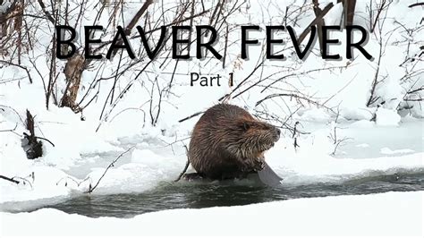 wild maine episode 1 beaver fever 2022 part 1 spring beaver trapping youtube