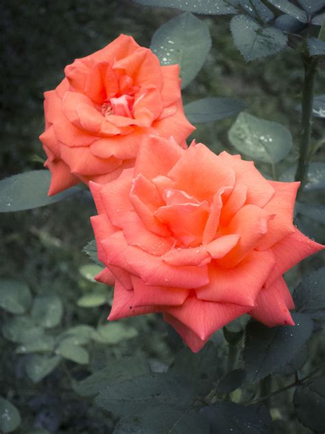 Orange Roses Tropicana Hybrid Tea Rose They Smell So Good Caitlin