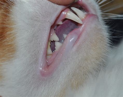 Teeth What Do Your Cats Look Like Cat Forum Cat Discussion Forums