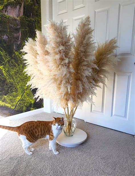 6pcs Tall Pampas Grass 3 4ft Grand Sale Dry Florals For Etsy