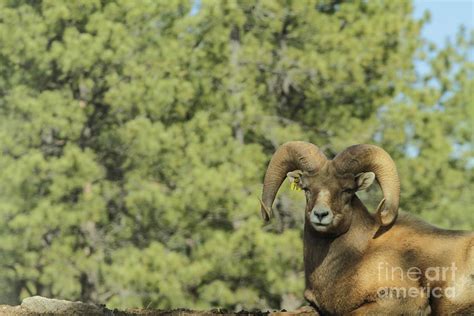 Big Horn Sheep Photograph By Cooper Staton Pixels