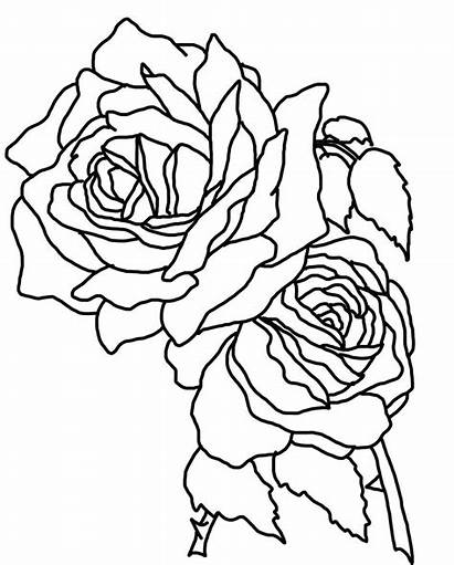 Stem Rose Drawing Coloring Flower Roses Printable