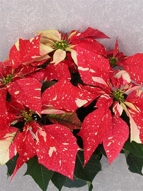 54 99 Shimmer Surprise 2004 Height Control Poinsettia Cultivation Commercial