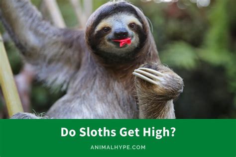 Do Sloths Get High The High Life In The Treetops Animal Hype