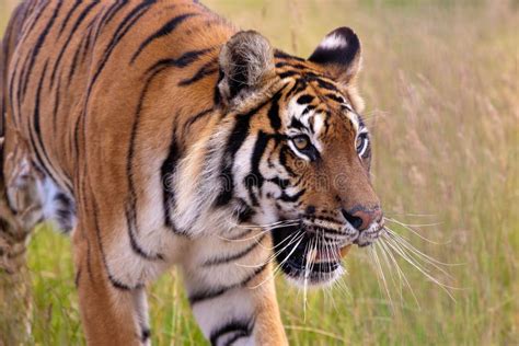 Bengal Tiger Panthera Tigris Tigris Stock Image Image Of Bengal