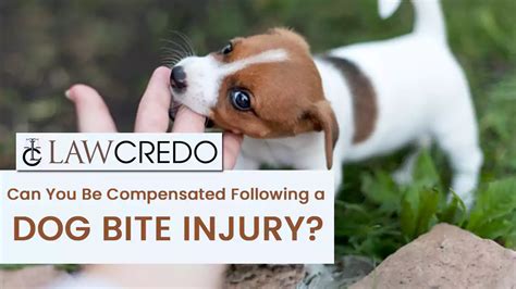 Can You Be Compensated Following A Dog Bite Injury Law Credo