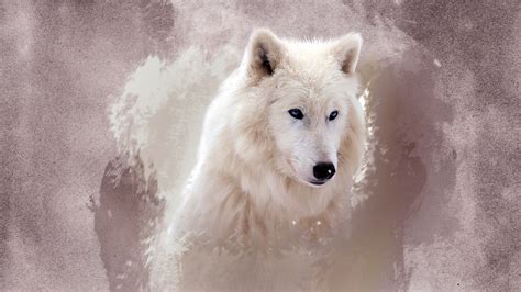 The Wolf Wallpapers Hd Wallpapers Id 12164