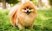 Pomeranian Dog Breed | BeChewy