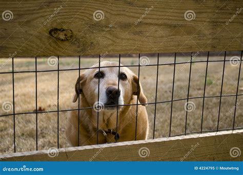 Dog Behind A Fence Shelter Royalty Free Stock Photography