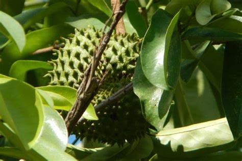 Submitted 2 years ago by geeknoorthesmall. Guyabano Leaves Tea Benefits Known by various names such ...
