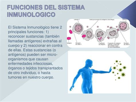 Bases Del Funcionamiento Del Sistema Inmune Docsity