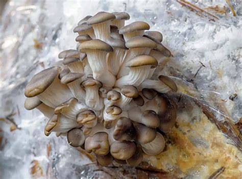 Blue Oyster Mushroom Pinning Explained Pointer Verse