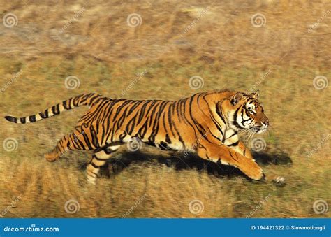 Bengal Tiger Panthera Tigris Tigris Adult Running Through Dry Grass