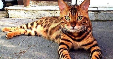 Why You Should Think Twice Before Buying A Bengal Cat